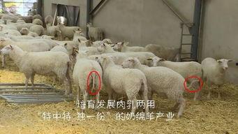 育肥羊爆料视频播放下载,育肥羊视频播放下载背后的惊人真相
