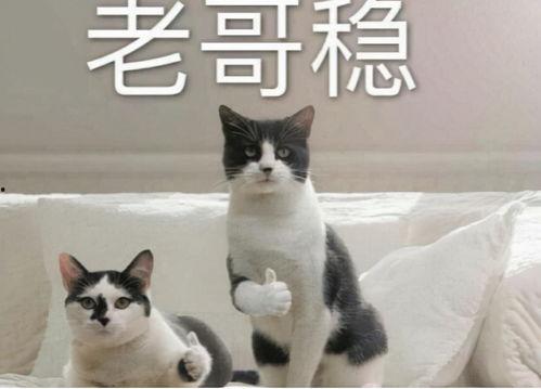 热血航线巴哥最新爆料,最新爆料带你领略航线魅力 第3张 热血航线巴哥最新爆料,最新爆料带你领略航线魅力 第3张